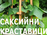 saksijni krastavici