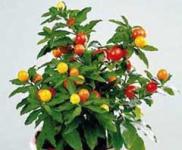 Solanum-