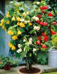 Abutilon-