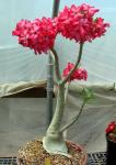 Adenium-