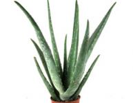 Aloe-