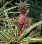 Ananas-