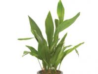 Aspidistra