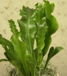 Asplenium