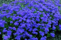 Ageratum