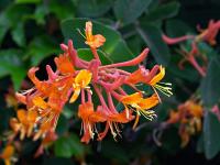 Lonicera-orlovi-nokti