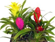 Bromeliya