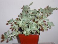 Graptopetalum