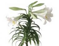 Lilium-