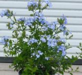 Plumbago-