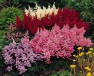 Astilbe