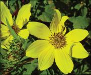 Bidens-