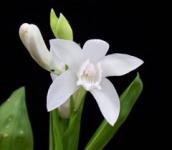 Bletila-kitajska-orhideya