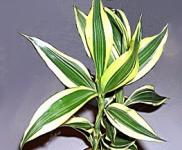 Dracena