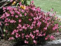 Gaura-