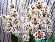 Grizhi-za-caftyastite-orhidei