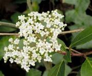 Viburnum-