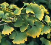 Ginko