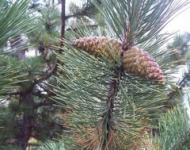 Bor-pinus