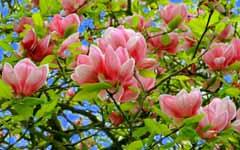 I-vav-vashiya-dvor-mozhe-da-cafne-magnoliya