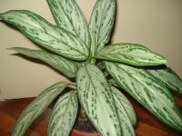 Aglaonema-za-tamnite-agli-na-stayata