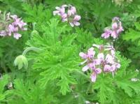 Aromatnoto-indrishe-