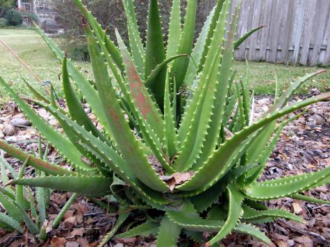 Aloe---zeleniyat-lekar