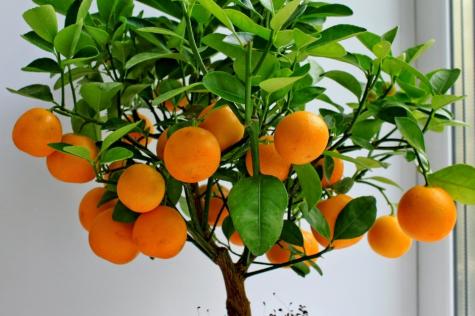 Kak-da-si-zavadite-mandarina